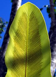 Image result for Asplenium bugoiense