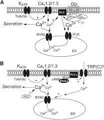 Severe cutaneous adverse reactions (scars). Model For The Gliclazide K Atp Channel Independent Activity Of Download Scientific Diagram