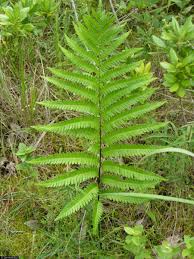 Image result for Vahadenia