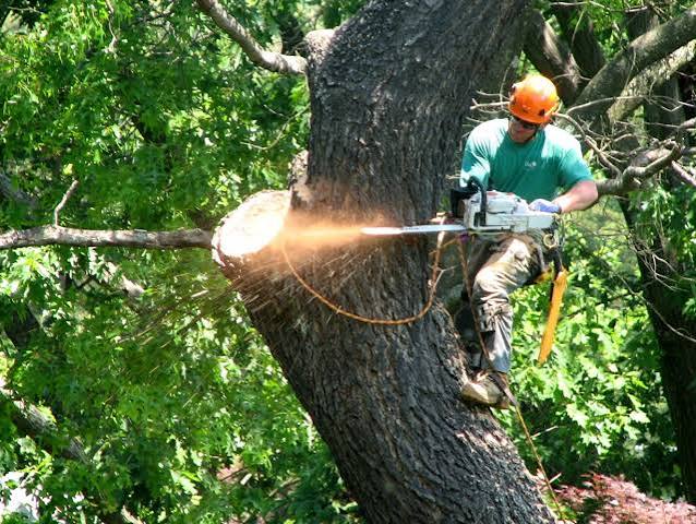WNY Tree Care | Tree Service & Tree Removal Western New York