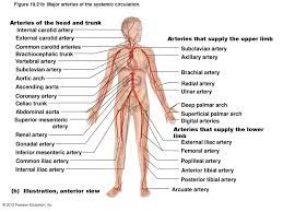The pearson distribution is a family of continuous probability distributions. Figure 19 21a Major Arteries Of The Systemic Circulation Ppt Download