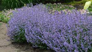 While the flowers don't need to be planted under a spotlight, they do need bright light for most of the day. 23 Perennials For Full Sun Hgtv