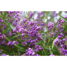 Image result for Hedbergia