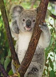 Einzigartige Und Kreative Portrait Des Infant Koala Koala Baby Koala Koala Bear