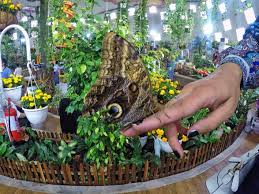 تعر ف حديقة الفراشات بدبي واهم ماتحتويه تورنا