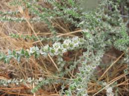 Image result for Salsola