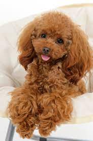 Name something new york city claims to have the very best of. 19 Coco Poodle Ideas Poodle Toy Poodle Red Poodles