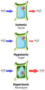 Osmosis is the movement of molecules from the outside of a cell to the inside of the cell. Diagram Showing Plant Cell Osmosis Concept Illustration Tasmeemme Com