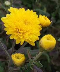 Chrysanthemum Indicum Hybride Golden Orfe Herbst Chrysantheme Chrysantheme Chrysanthemen Herbst
