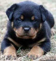 Favorite this post may 30. Baby Rottweiler Puppies Price 600 For Sale In Shreveport Louisiana Best Pets Online