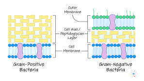 It is secreted by the cell itself for the protection of its plasma membrane and cytoplasm. Cell Wall Definition Structure Function With Diagram