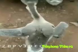 а я иду такая вся в дольче габбана клип Ya Idu Takaya Vsya Video Dlya Vatsapa Skachat Besplatno