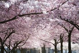 A tree in full bloom literally buzzes with busy insects. Pink Blossoms On The Trees Oregon United States Of America Stock Photo Dissolve