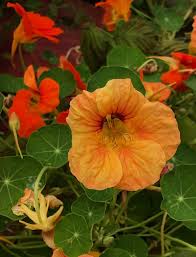 Check spelling or type a new query. In The Garden Annuals Brighten The Garden With Colorful Blooms The Spokesman Review