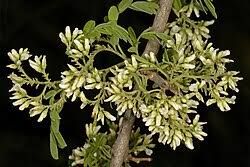 Image result for Dalbergia acutifoliolata