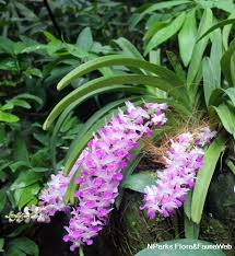 Image result for Rhynchosia castroi