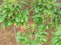 Image result for Rytidosperma davyi