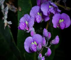 Image result for Hardenbergia comptoniana