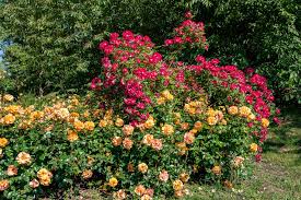 Berlin Garten Der Welt Gardens Of The World Rose Gardens Of The World Rose Plants
