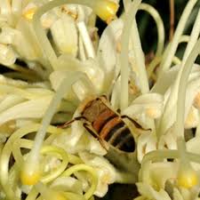 Mar 01, 2021 · a blooming apple or cherry tree emits a sweet scent to attract bumblebees, honeybees and other bees. How To Attract Bees And Pollinators To Your Garden Eco Organic Garden