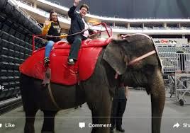 Fill in the appropriate relative, say whether the relative clauses are essential or not to the meaning of the main sentence, then add commas where necessary. Amid Backlash Mayoral Candidate Defends Ride On Circus Elephant Camel Pittsburgh Post Gazette