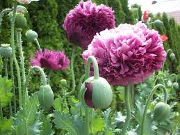 Pin Auf Mohnblumen