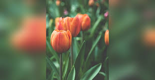 Experience the flowering heart blessing, diamond heart light body activation, quantum awakening we will use various sacred processes, teachings, mantras & meditations that free us from the reactive mind, negative emotions & psychological. June Hageman Obituary Visitation Funeral Information