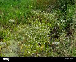 Image result for Berula thunbergii