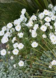 Image result for Petunia axillaris