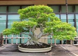 En eski bonsai ağaçları 500 yıldan daha eskidir. Sizde Agac Isleme Sanatiyla Ugrasabilirsiniz