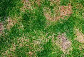 Timing is imperative when dealing with chemical grub control. When To Apply Grub Control Zones Preventative Or Regular