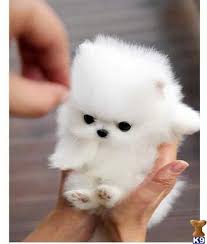 20 Cutest Teacup Dogs In The World In 2020 Cute Baby Animals Cute Puppies Cute Dogs