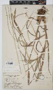 Image result for Digitaria seriata