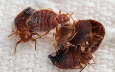 .romeoville illinois pest control, plainfield illinois pest control, mokena illinois pest control, channahon illinois pest control, goodings grove illinois pest control, lemont illinois pest control, bolingbrook illinois pest control, frankfort illinois pest control, orland park illinois. 33 Pest Control Ideas Pest Control Pests Pest Control Services