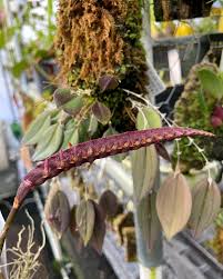 Image result for Bulbophyllum scaberulum