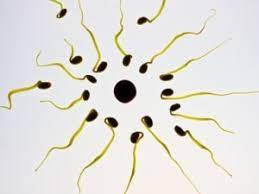 Was Passiert Mit Dem Samen Nach Einer Prostata Op