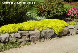 Retaining Wall With Planting Gold Moss Sedum Plants Planting Flowers Succulents