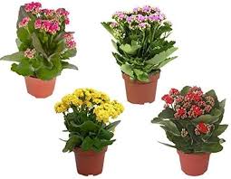 Image result for Kalanchoe rosalina