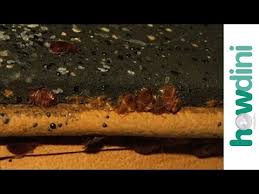 2700 stadium dr, kalamazoo (mi), 49008, united states. Bed Bug Treatment Battle Creek Mi Pest Control Professionals Inc
