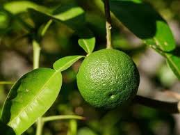 Die Yuzu Pflanze Ein Winterharter Zitronenbaum Fur Fast Jeden Garten In 2020 Zitronen Baum Zitronenbaum Winterhart