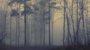 Wallpaper Forest Fog Forest Wallpaper Free Wallpaper Desktop Desktop Wallpaper 1920x1080