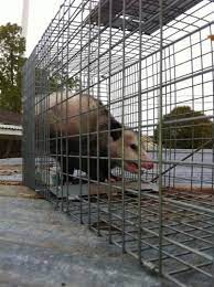 1500 sacramento, ca 95815 pestboard@dca.ca.gov pestboardinsurance@dca.ca.gov pestboardenforcement@dca.ca.gov. Rat Removal Services Fair Oaks Ca Parish