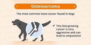 German shepherds account for more than their fair share of cases. Cancer In Dogs Causes Symptoms Treatments Canna Pet