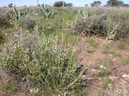 Image result for Eragrostis echinochloidea