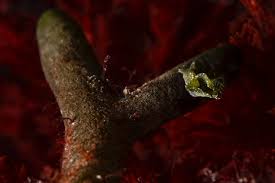 Image result for Isoglossa membranacea