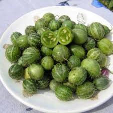 Image result for Cucumis sacleuxii