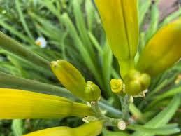 Maybe you would like to learn more about one of these? Daylily Care How To Extend The Blooming Season Here By Design