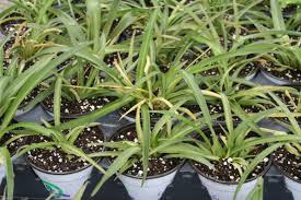 Image result for Chlorophytum ruahense