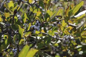 Image result for Myricaceae