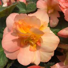Image result for Begonia princeae